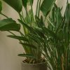 Spathiphyllum - Gambar 2